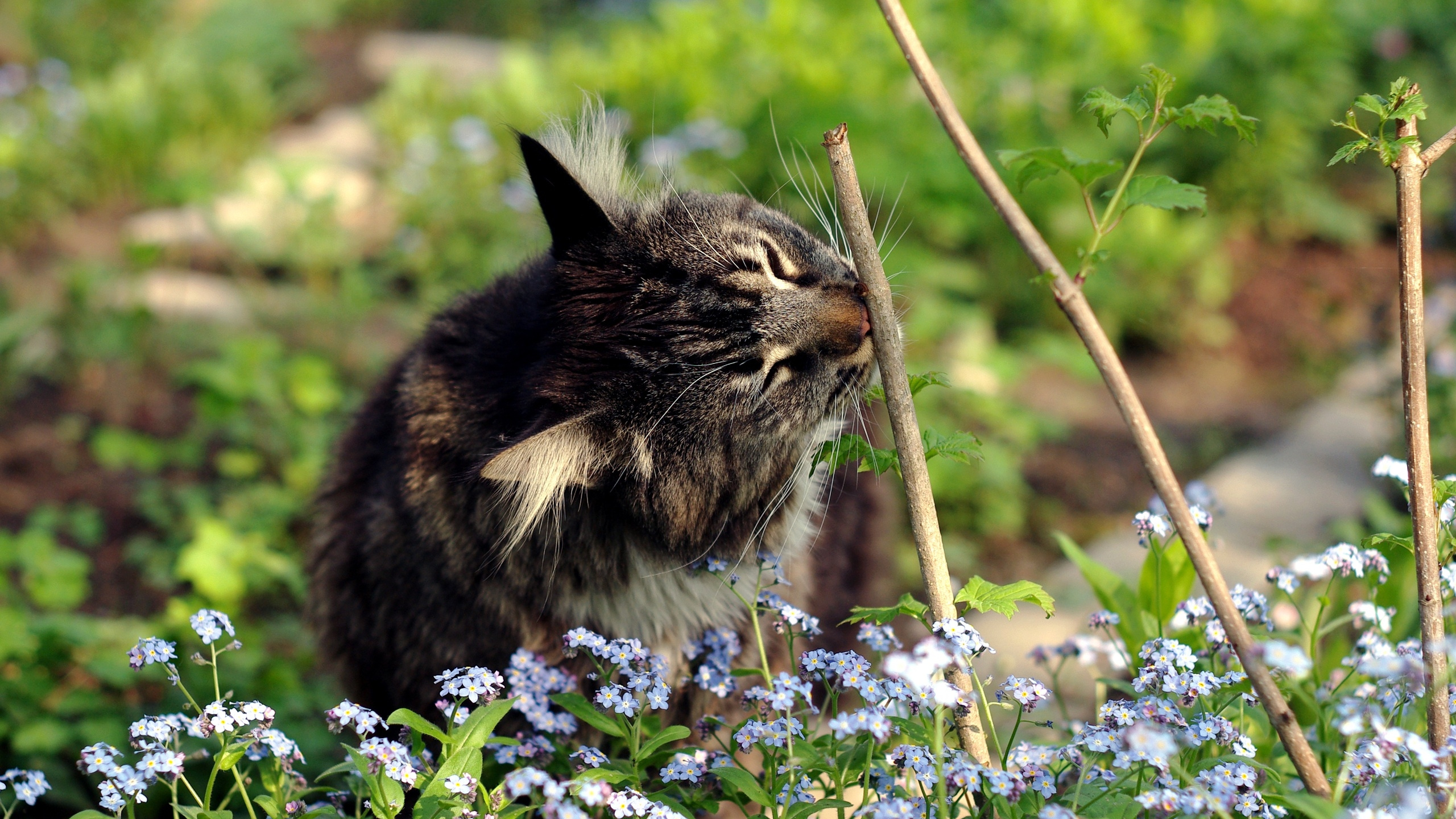 Braun Getigerte Katze Auf Weißen Und Lila Blüten Tagsüber. Wallpaper in 2560x1440 Resolution