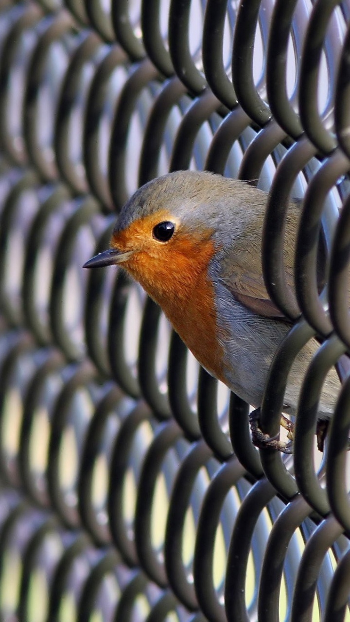 Blue and Brown Bird on Black Metal Fence During Daytime. Wallpaper in 720x1280 Resolution