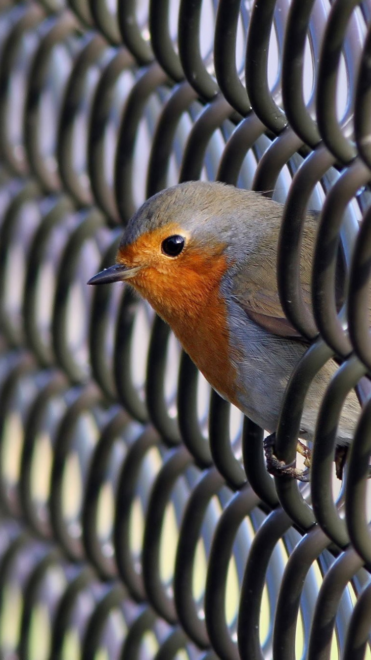 Blue and Brown Bird on Black Metal Fence During Daytime. Wallpaper in 750x1334 Resolution