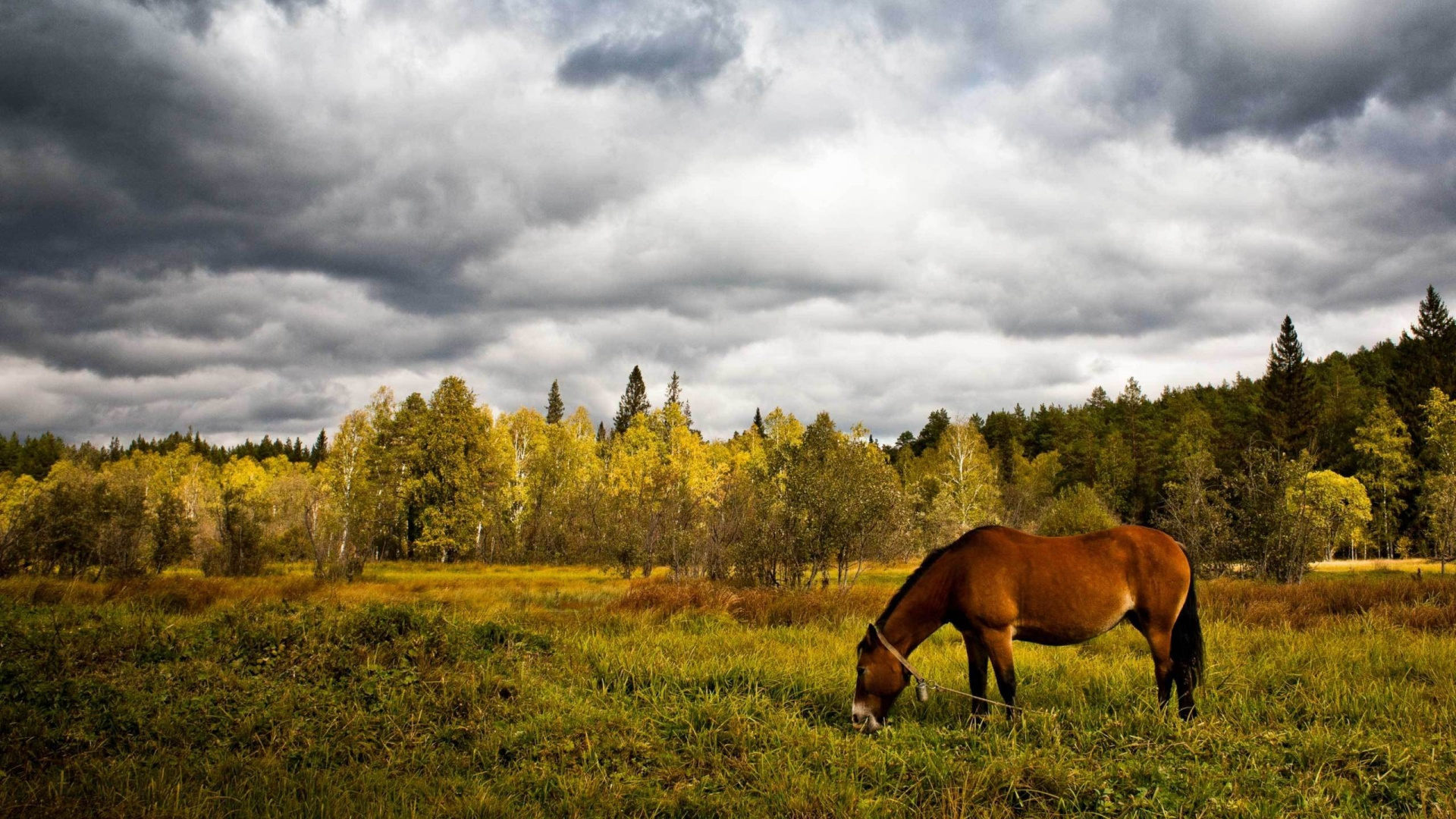 Cheval Brun Sur Terrain D'herbe Verte Sous Ciel Nuageux Pendant la Journée. Wallpaper in 1920x1080 Resolution