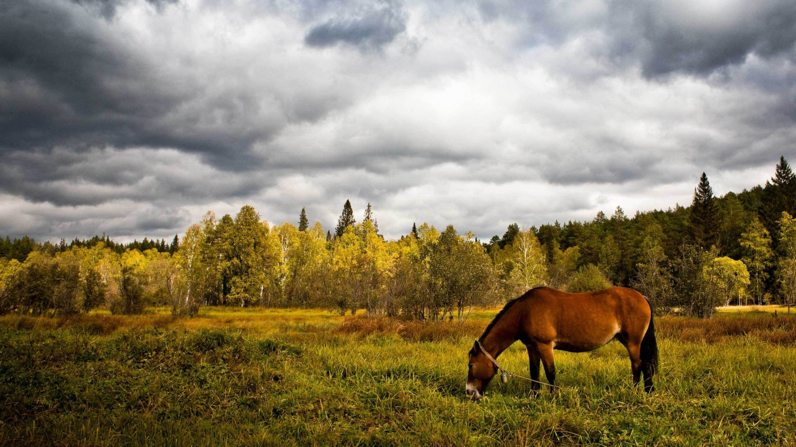Cheval Brun Sur Terrain D'herbe Verte Sous Ciel Nuageux Pendant la Journée. Wallpaper in 2560x1440 Resolution