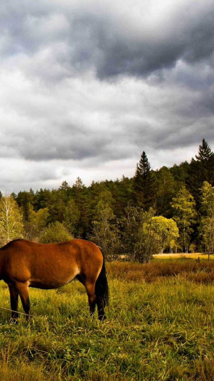 Caballo Marrón en Campo de Hierba Verde Bajo un Cielo Nublado Durante el Día. Wallpaper in 750x1334 Resolution