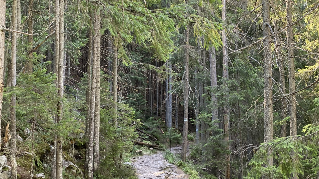 Tree, Vegetation, Nature, Natural Environment, Plant Community. Wallpaper in 1280x720 Resolution