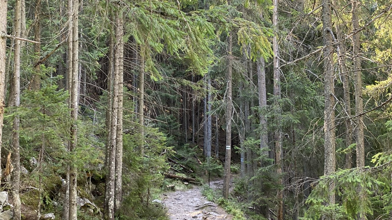 Tree, Vegetation, Nature, Natural Environment, Plant Community. Wallpaper in 1366x768 Resolution