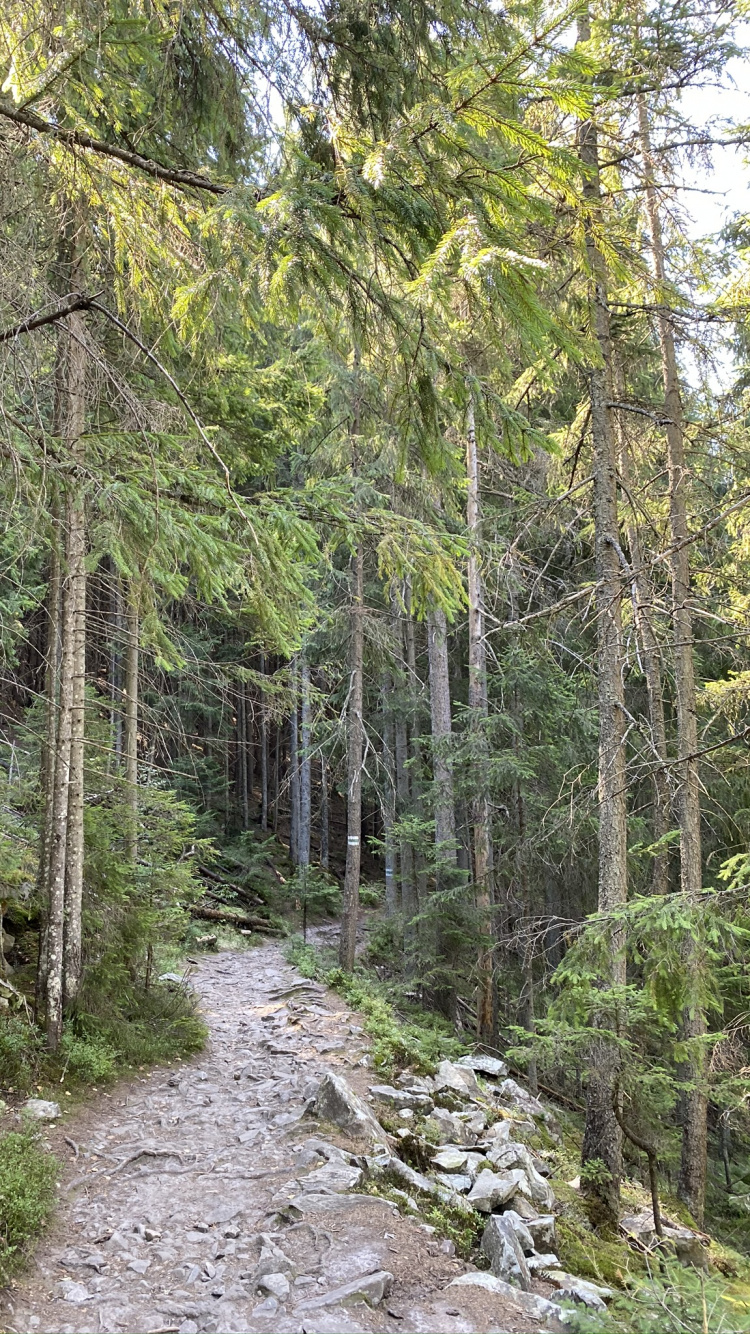 Tree, Vegetation, Nature, Natural Environment, Plant Community. Wallpaper in 750x1334 Resolution