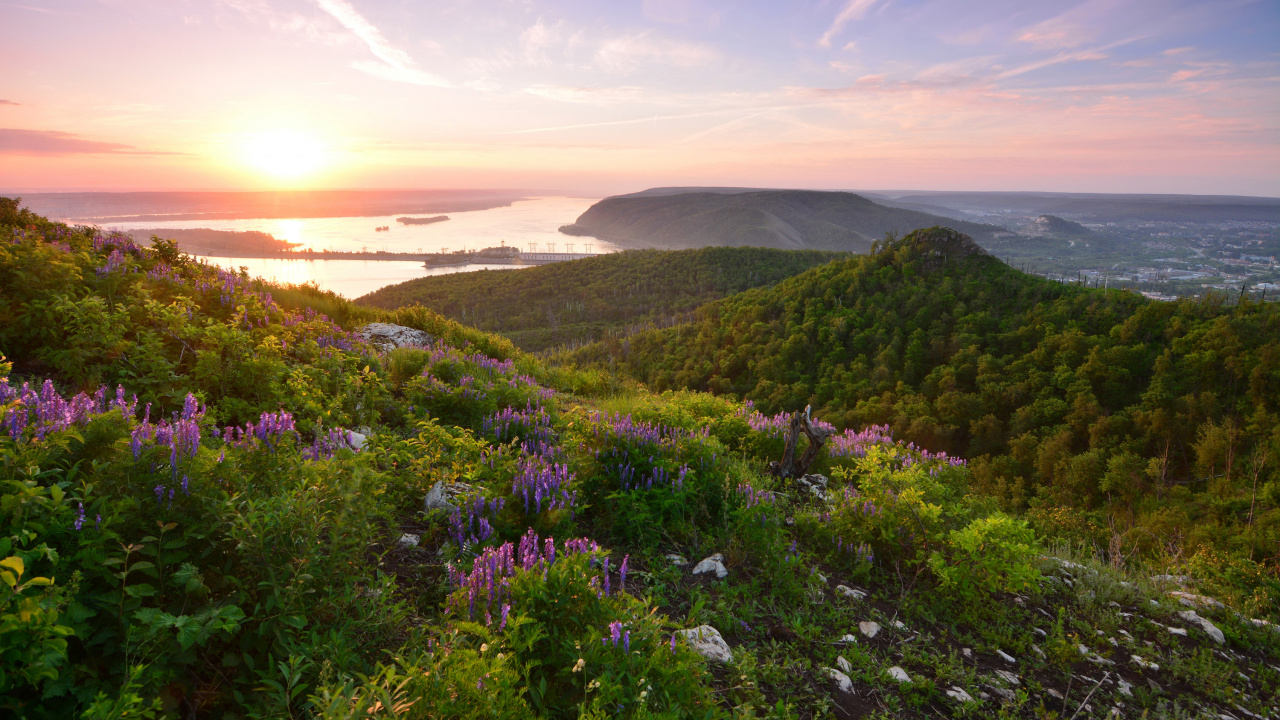 Purple Flowers on Green Grass Field Near Body of Water During Daytime. Wallpaper in 1280x720 Resolution