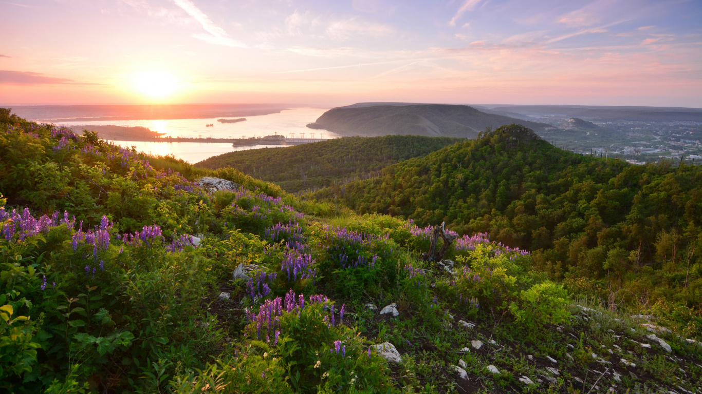 Purple Flowers on Green Grass Field Near Body of Water During Daytime. Wallpaper in 1366x768 Resolution