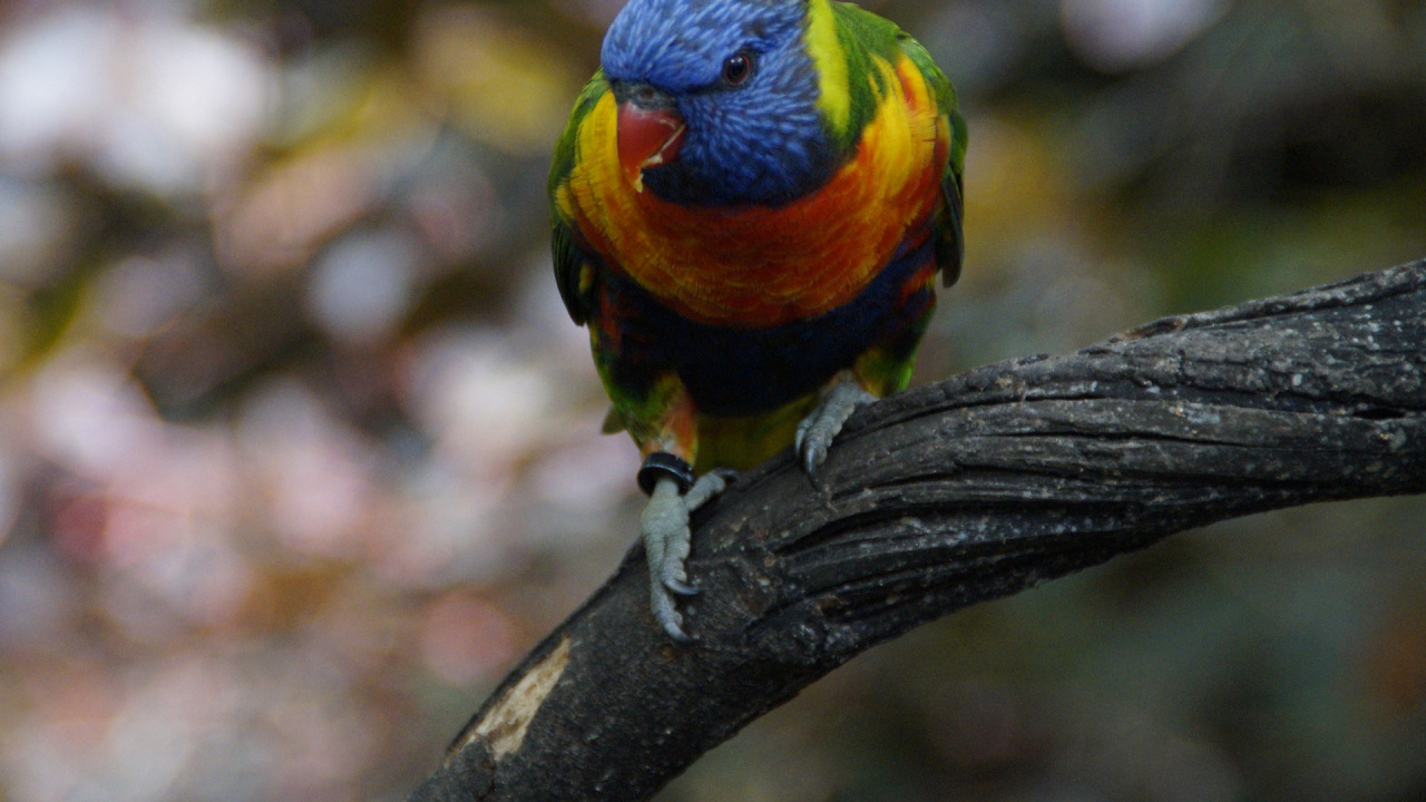 Blue Yellow Green and Orange Bird on Brown Tree Branch. Wallpaper in 1280x720 Resolution
