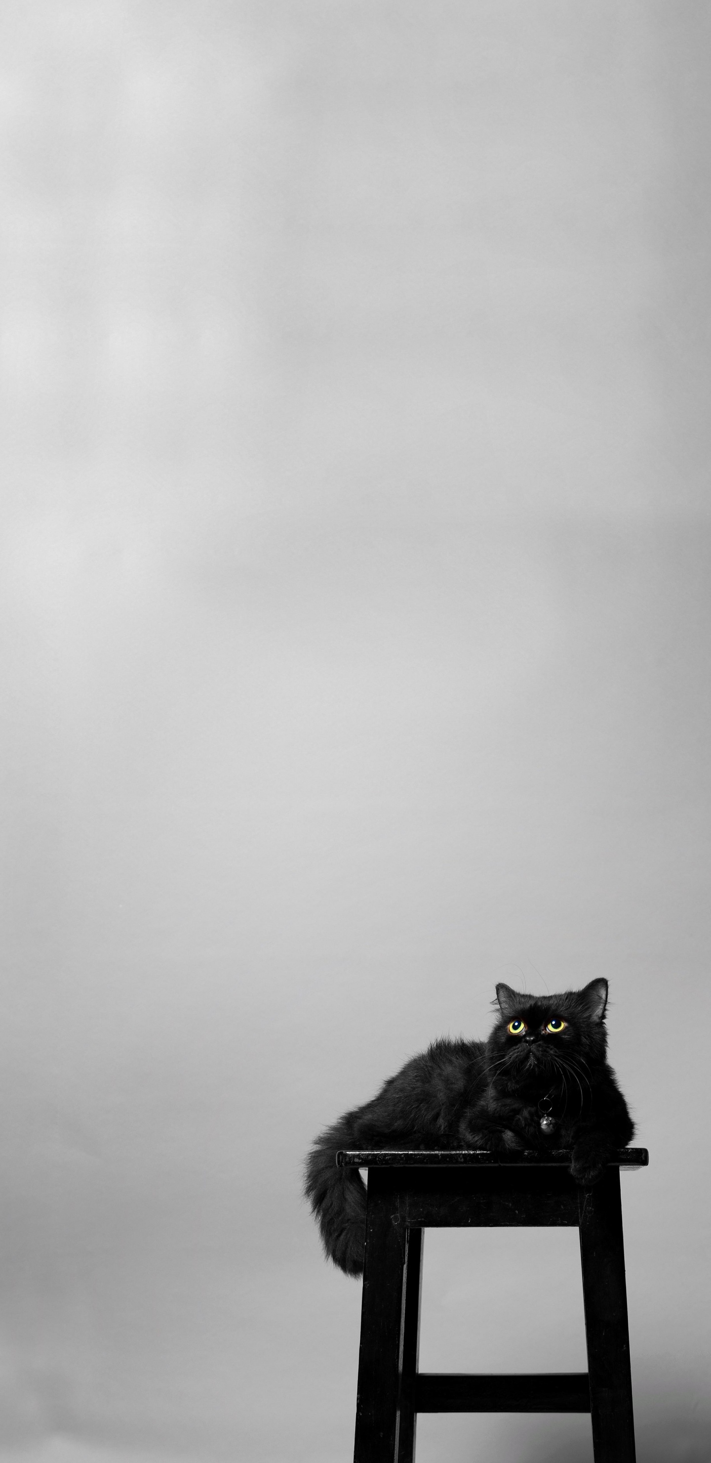 Portrait, Cat, Plant, Table, Cloud. Wallpaper in 1440x2960 Resolution