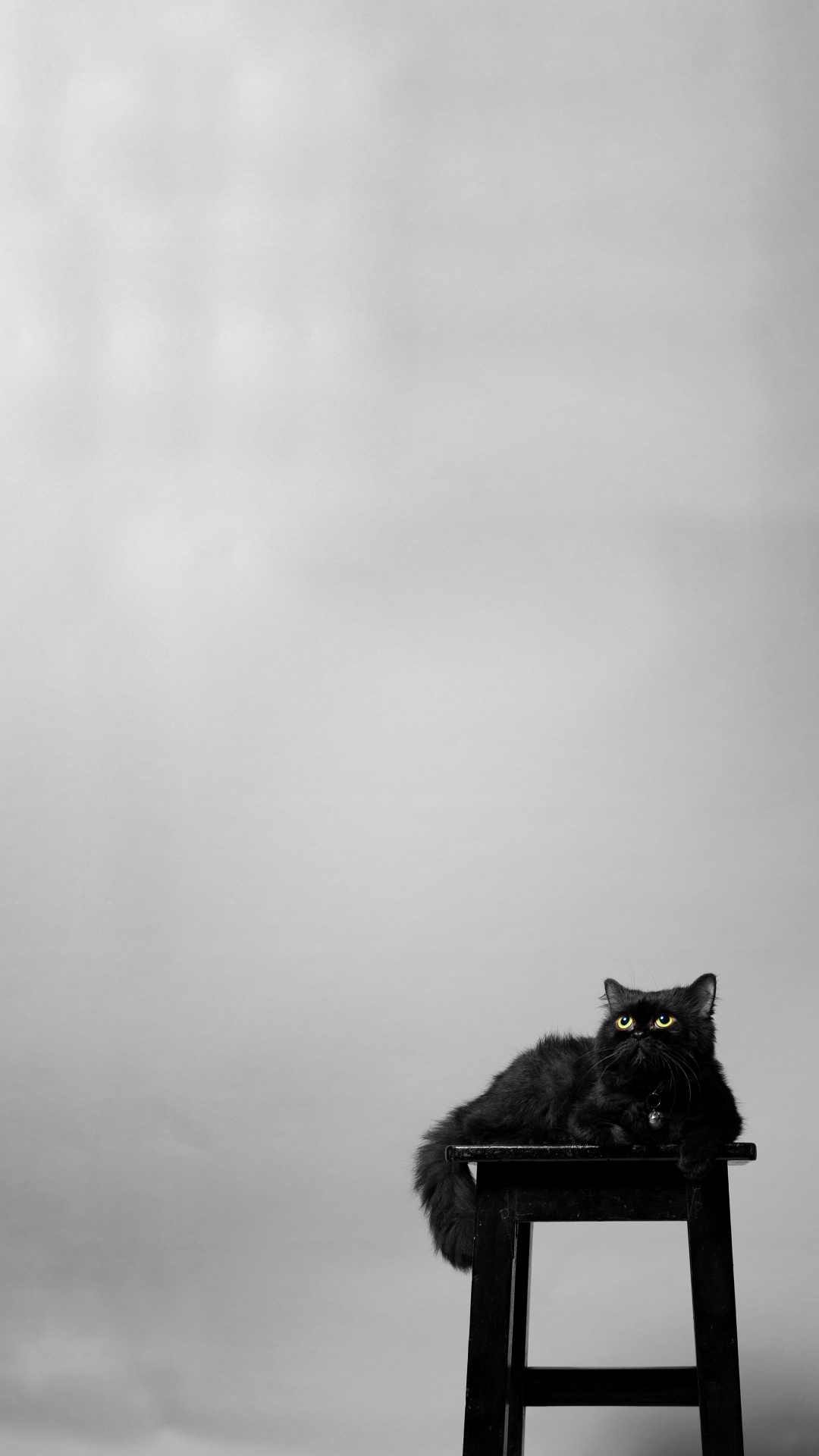 Portrait, Katze, Tabelle, Cloud, Felidae. Wallpaper in 1080x1920 Resolution