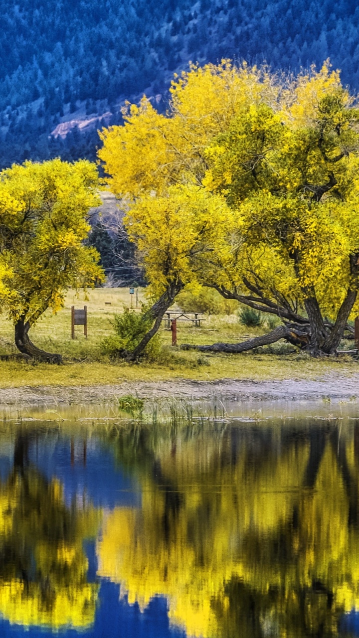 Green Trees Beside Body of Water During Daytime. Wallpaper in 720x1280 Resolution
