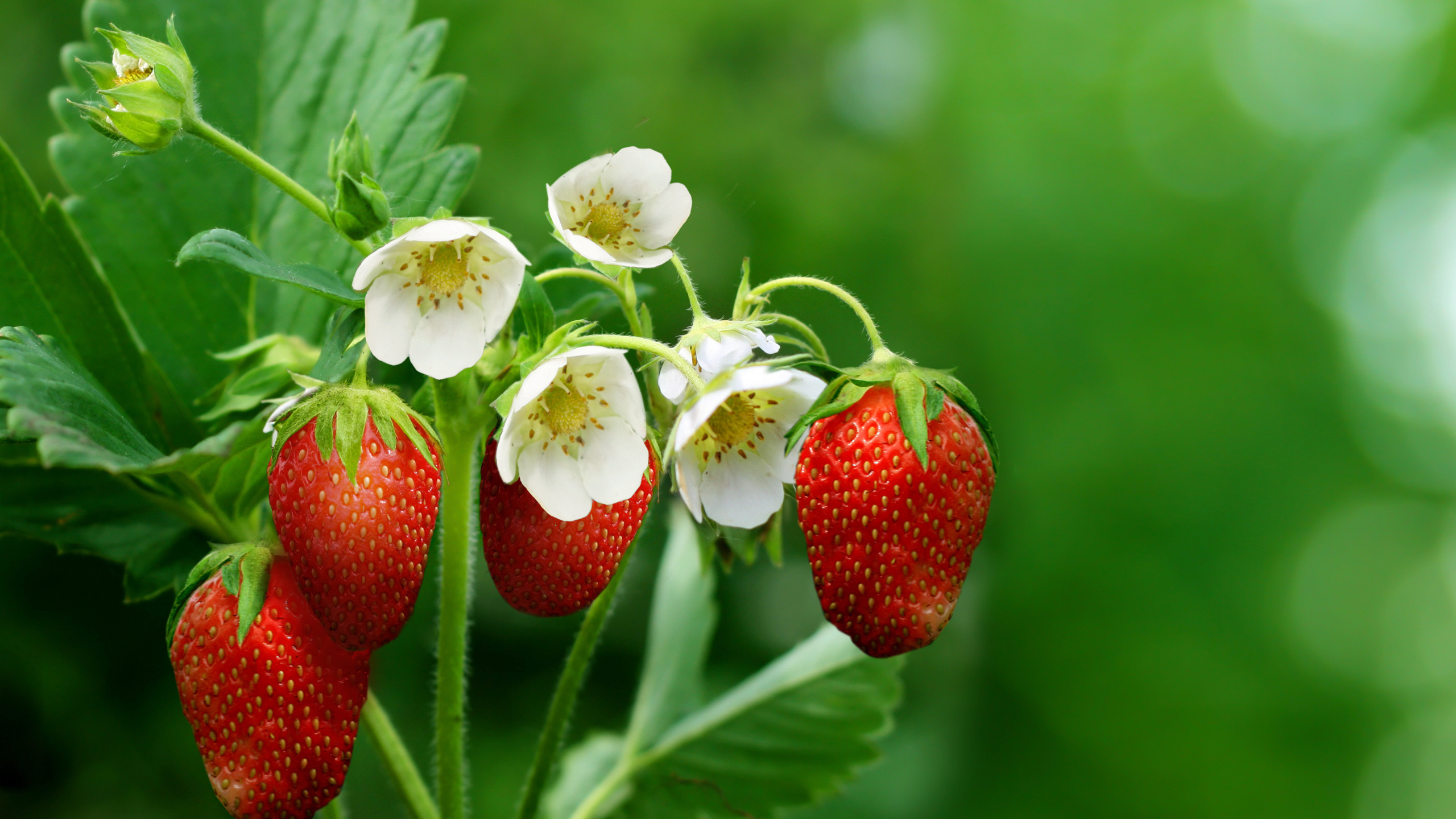 Fresas Rojas en Lente de Cambio de Inclinación. Wallpaper in 2560x1440 Resolution