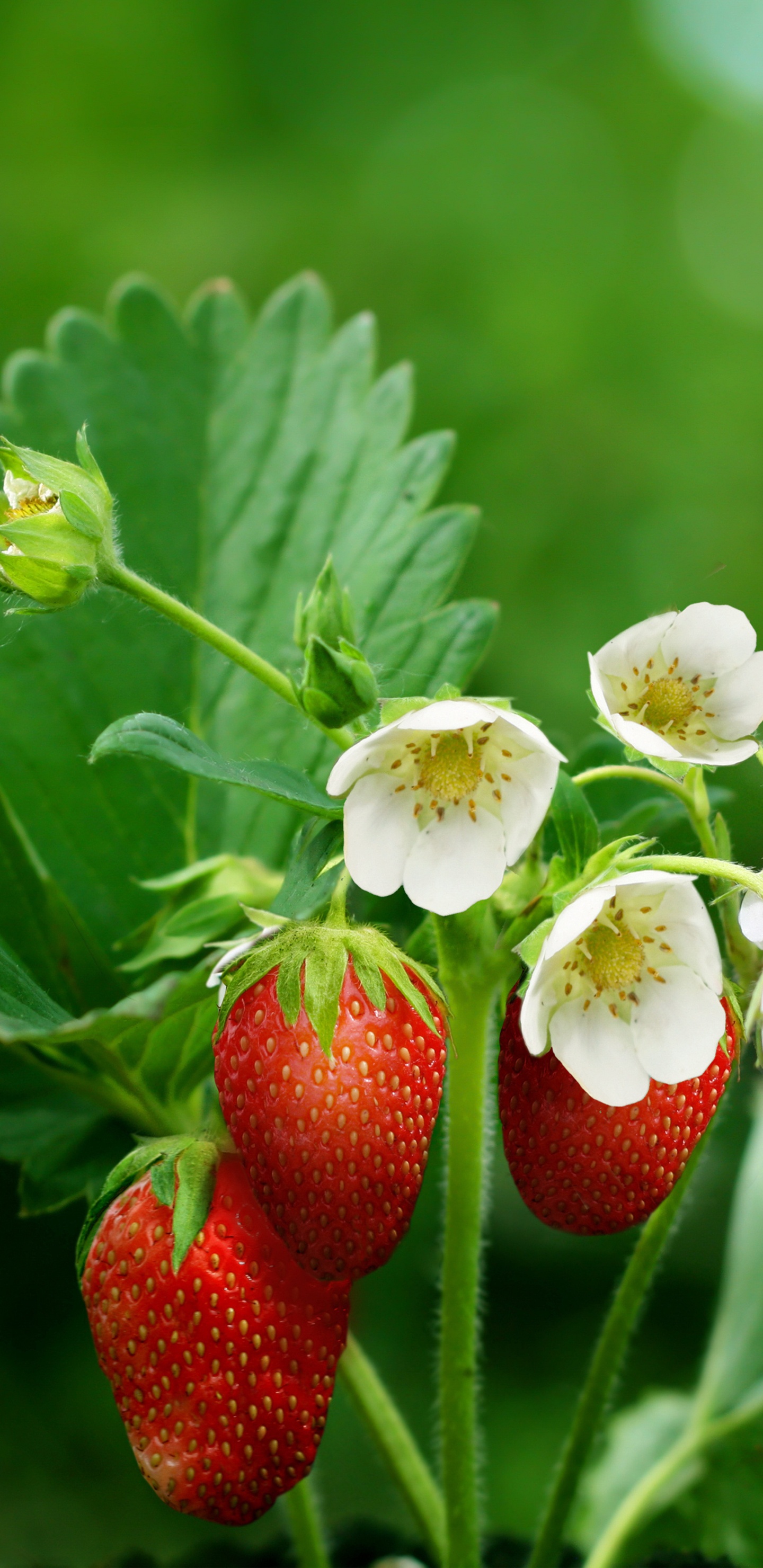 Rote Erdbeeren in Tilt-Shift-Linse. Wallpaper in 1440x2960 Resolution