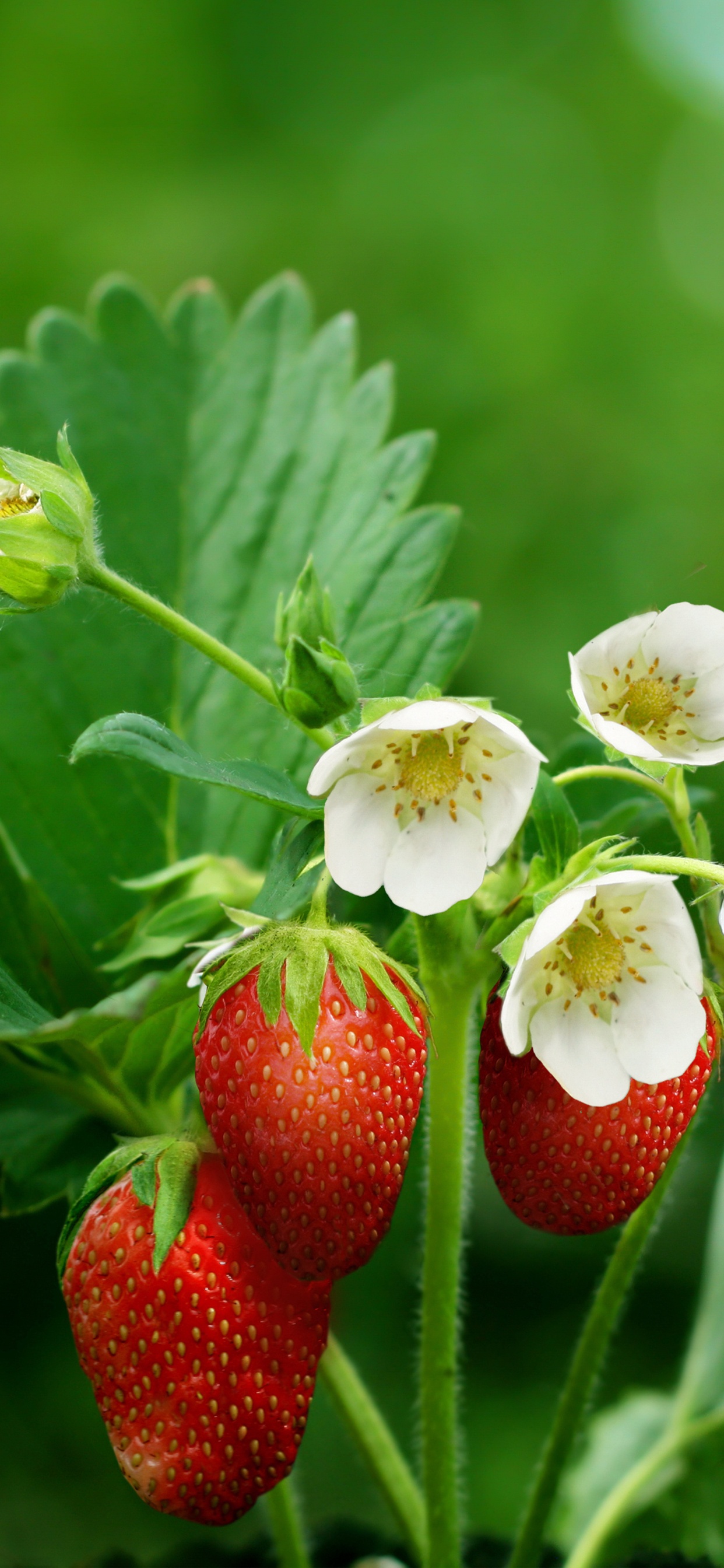 Fraises Rouges Dans L'objectif à Basculement. Wallpaper in 1242x2688 Resolution