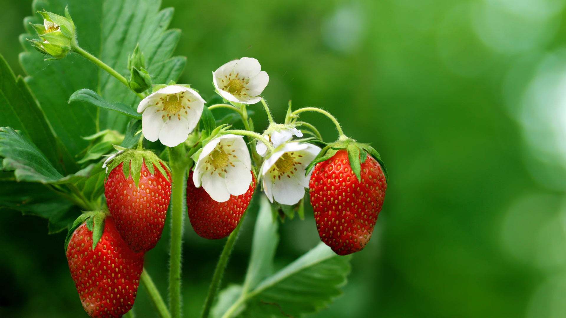 Fraises Rouges Dans L'objectif à Basculement. Wallpaper in 1920x1080 Resolution