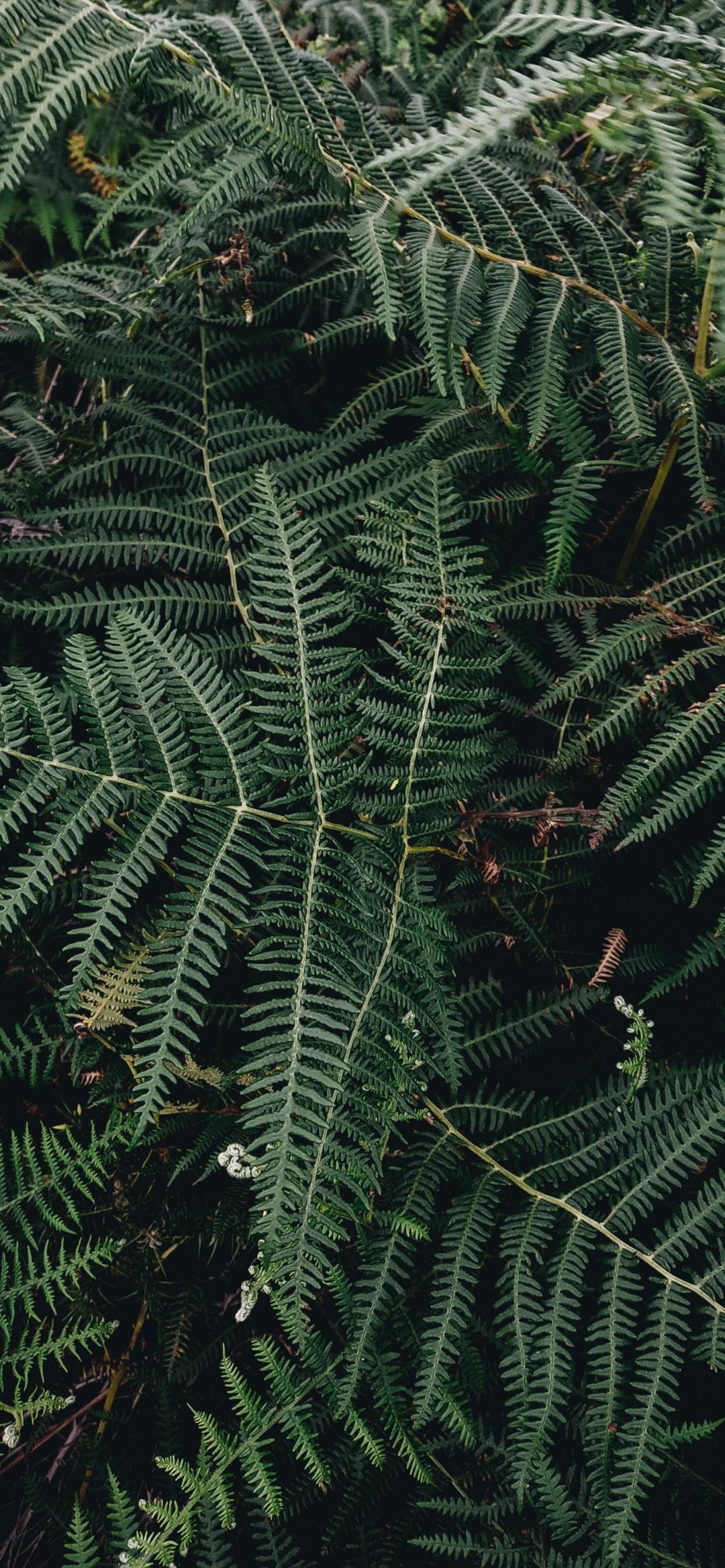 Plante, Feuille, Fougère, Plante Terrestre, Végétation. Wallpaper in 1242x2688 Resolution