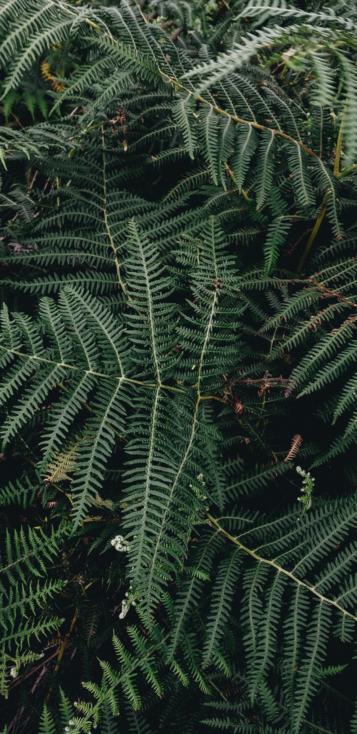 Plante, Feuille, Fougère, Plante Terrestre, Végétation. Wallpaper in 1440x2960 Resolution