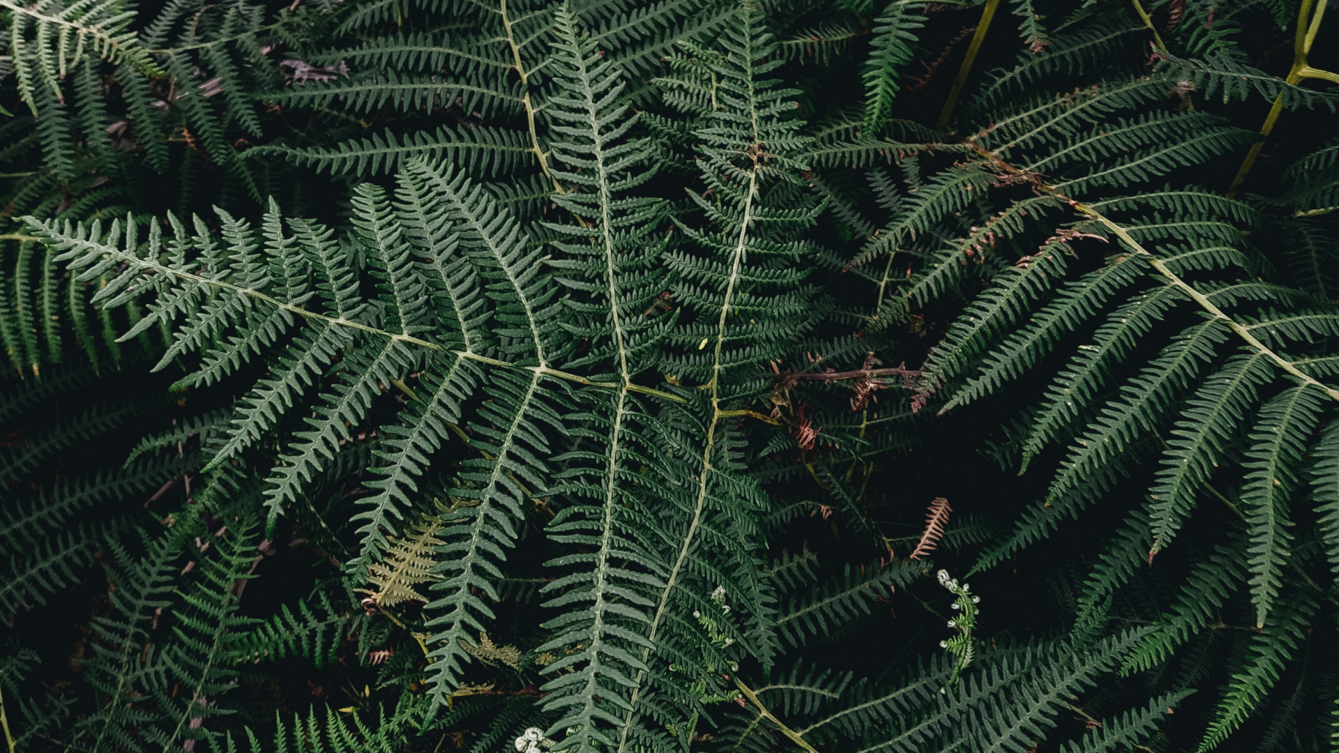 Plante, Feuille, Fougère, Plante Terrestre, Végétation. Wallpaper in 1920x1080 Resolution