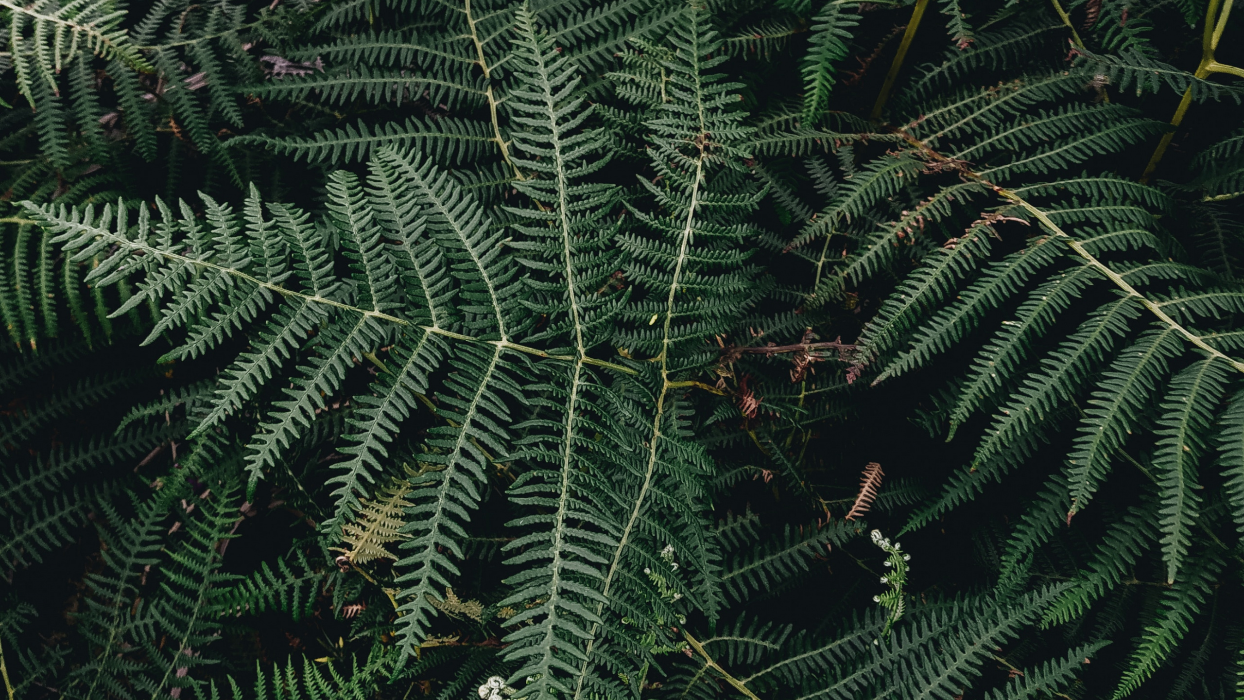 Plante, Feuille, Fougère, Plante Terrestre, Végétation. Wallpaper in 2560x1440 Resolution