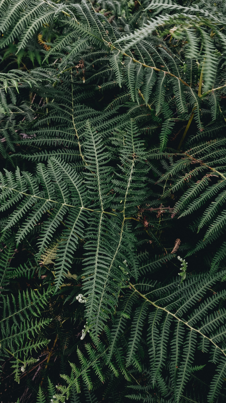 Plante, Feuille, Fougère, Plante Terrestre, Végétation. Wallpaper in 750x1334 Resolution