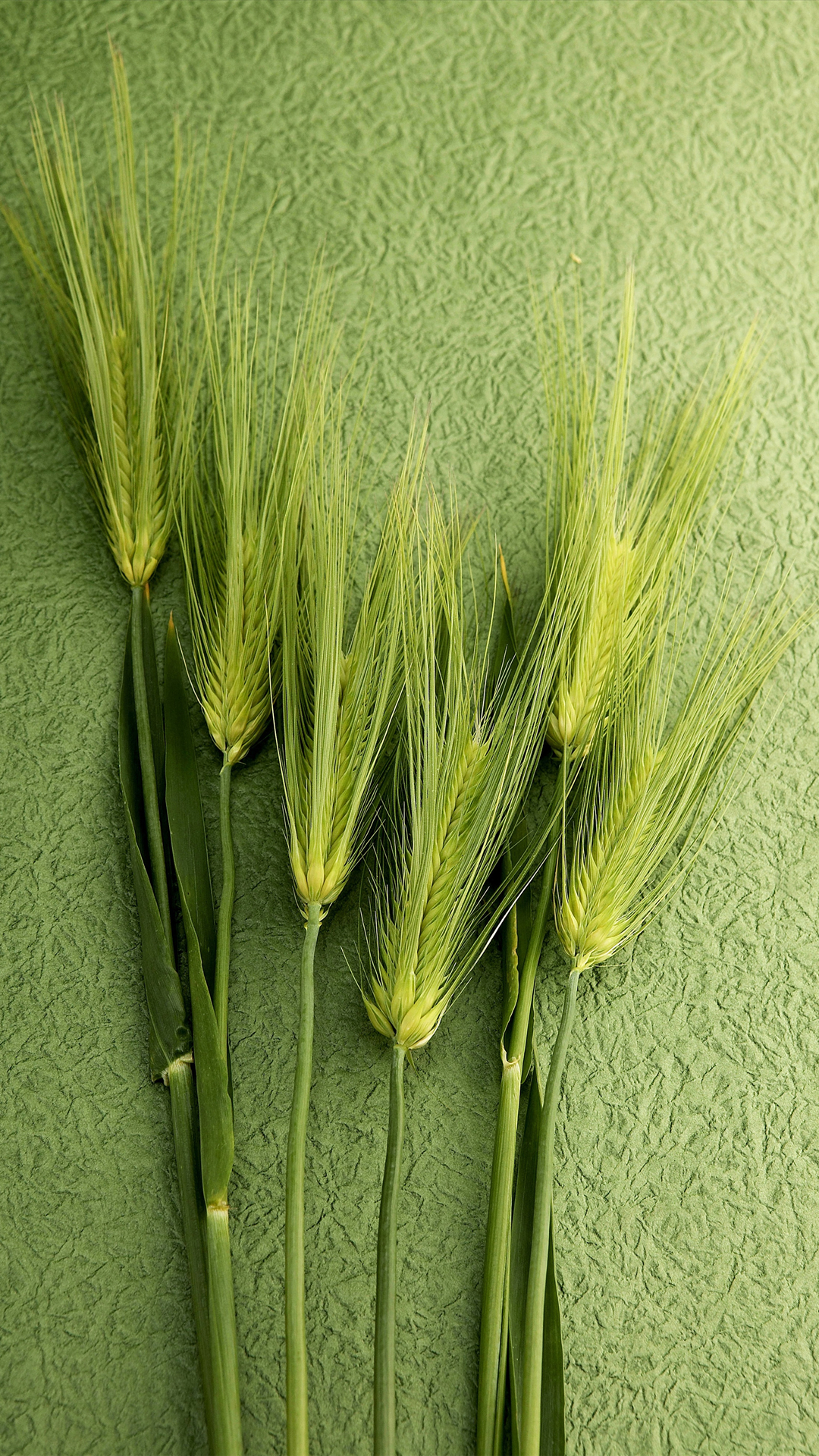 TCL, Food Grain, Android, OPPO, Green. Wallpaper in 1080x1920 Resolution