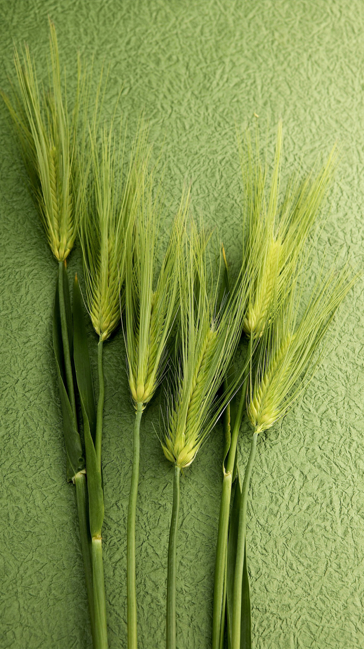 TCL, Food Grain, Android, OPPO, Green. Wallpaper in 750x1334 Resolution