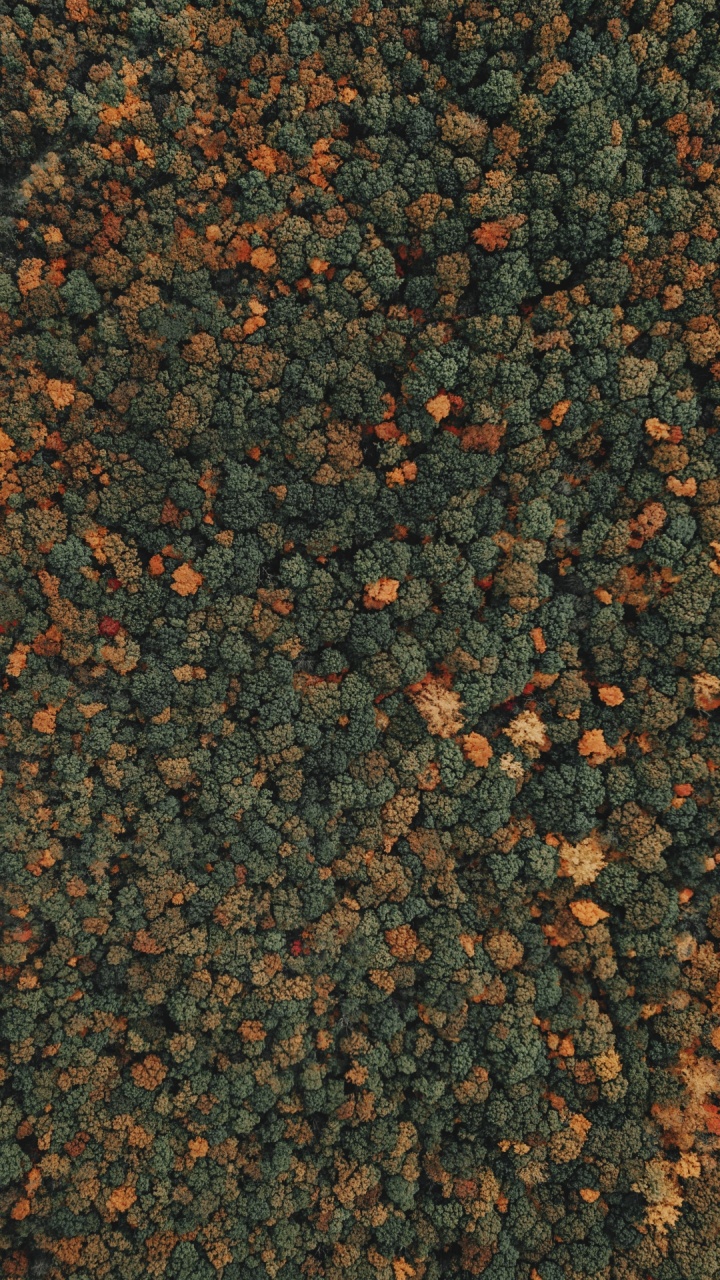 Wald, Baum, Orange, Peach. Wallpaper in 720x1280 Resolution