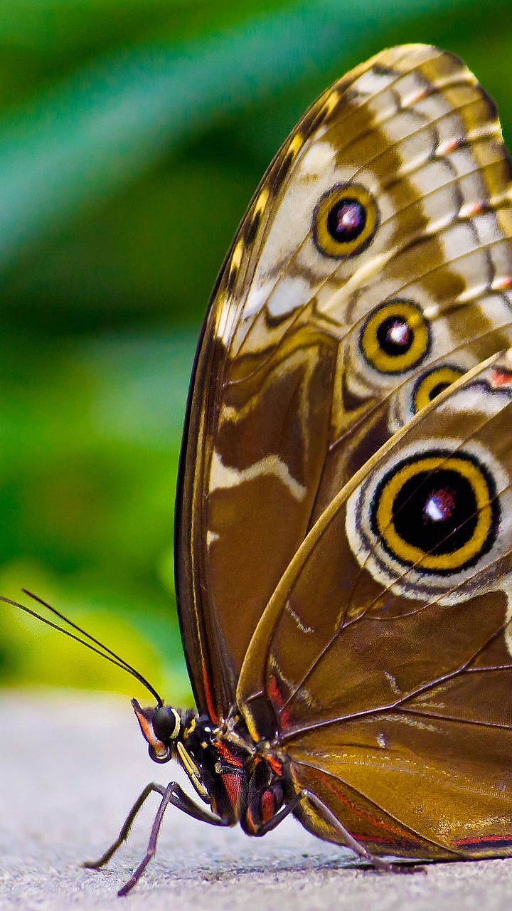 Brauner Und Schwarzer Schmetterling Auf Weißem Textil. Wallpaper in 720x1280 Resolution