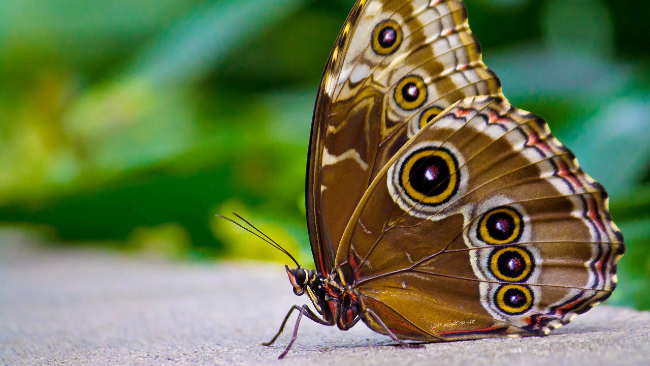Brown and Black Butterfly on White Textile. Wallpaper in 1280x720 Resolution