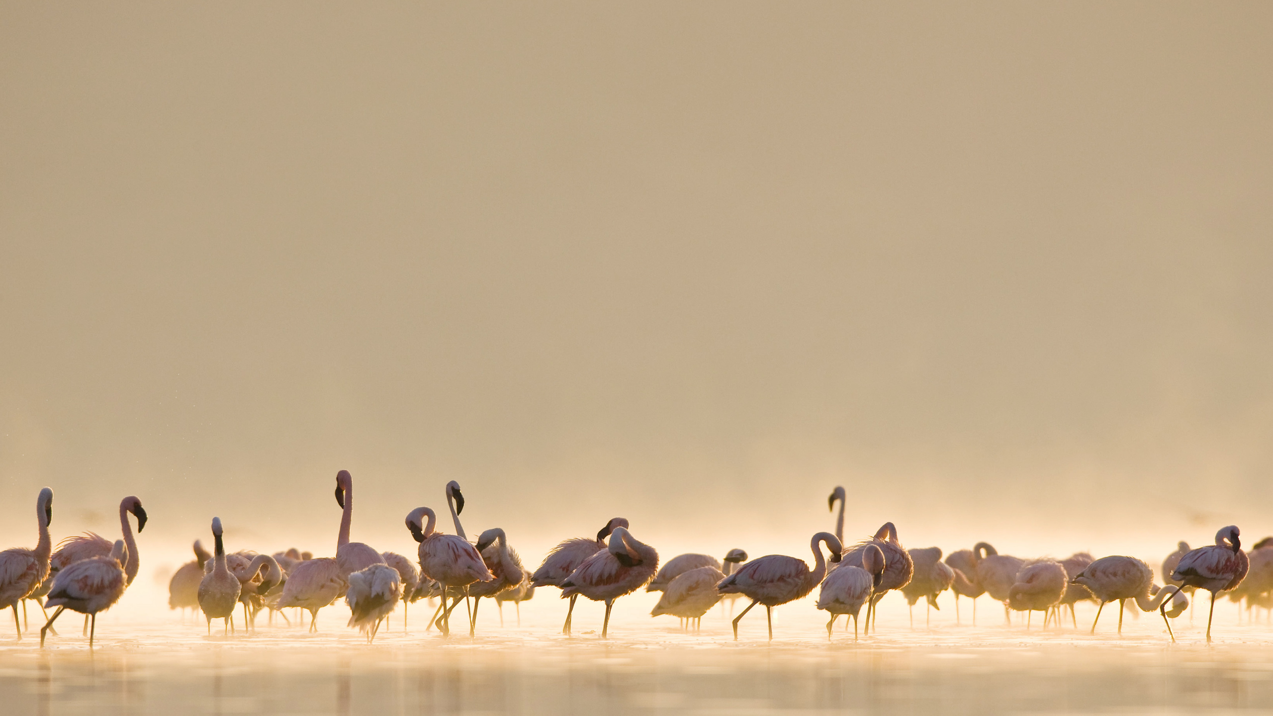 Flamencos, el Macbook Air, Manzana, IMac, Camello. Wallpaper in 2560x1440 Resolution