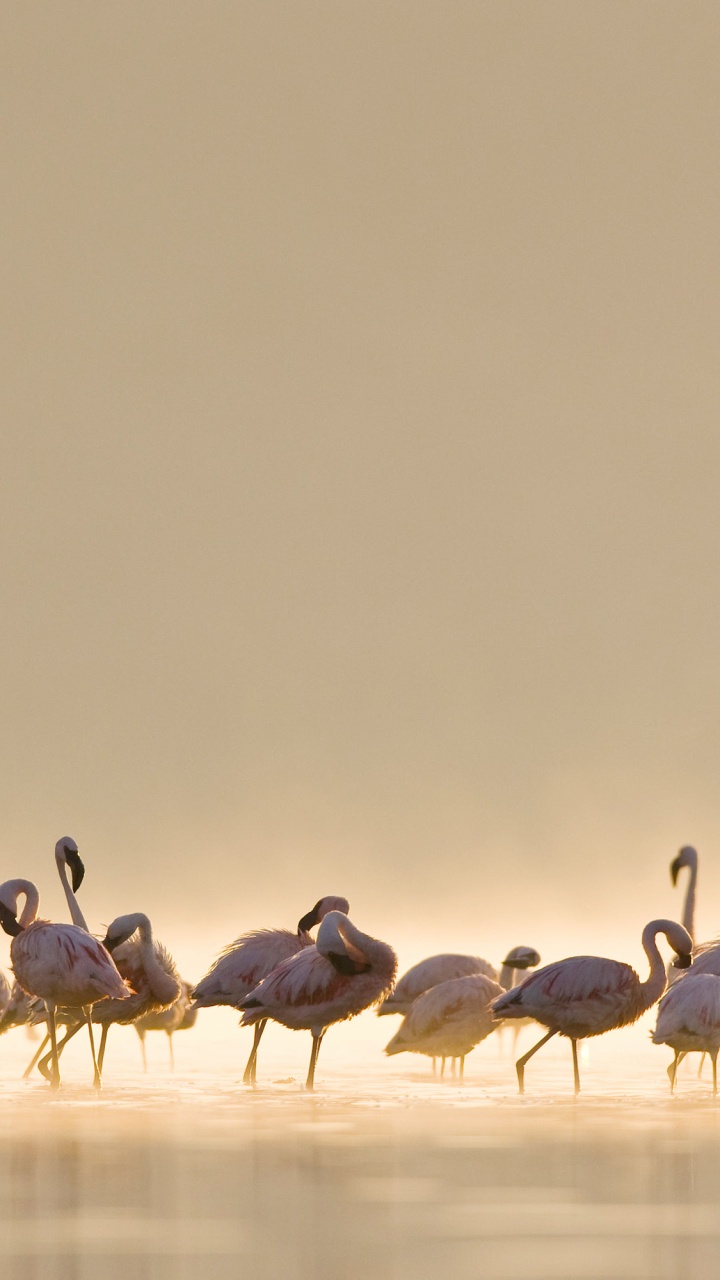 Flamencos, el Macbook Air, Manzana, IMac, Camello. Wallpaper in 720x1280 Resolution