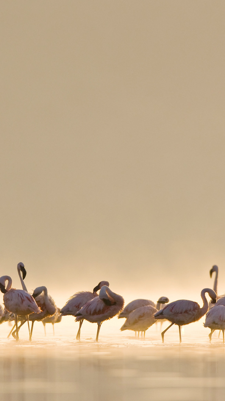 Flamencos, el Macbook Air, Manzana, IMac, Camello. Wallpaper in 750x1334 Resolution