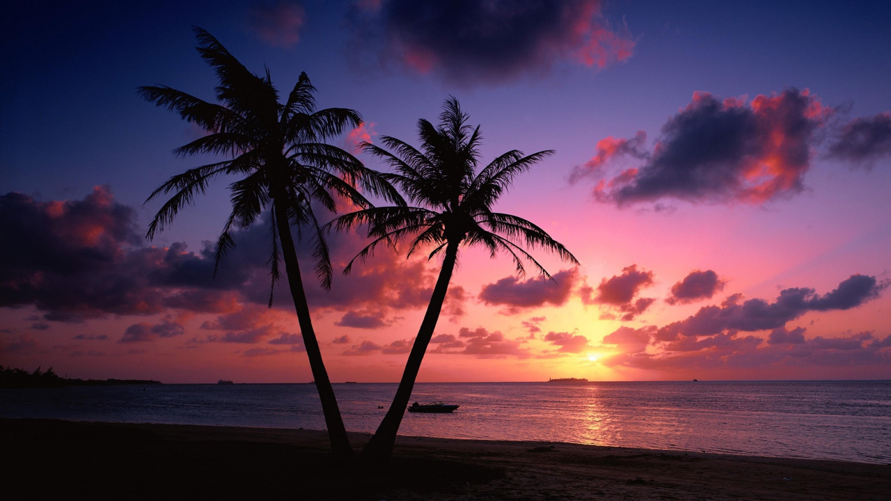 Palm Tree Near Body of Water During Sunset. Wallpaper in 1280x720 Resolution