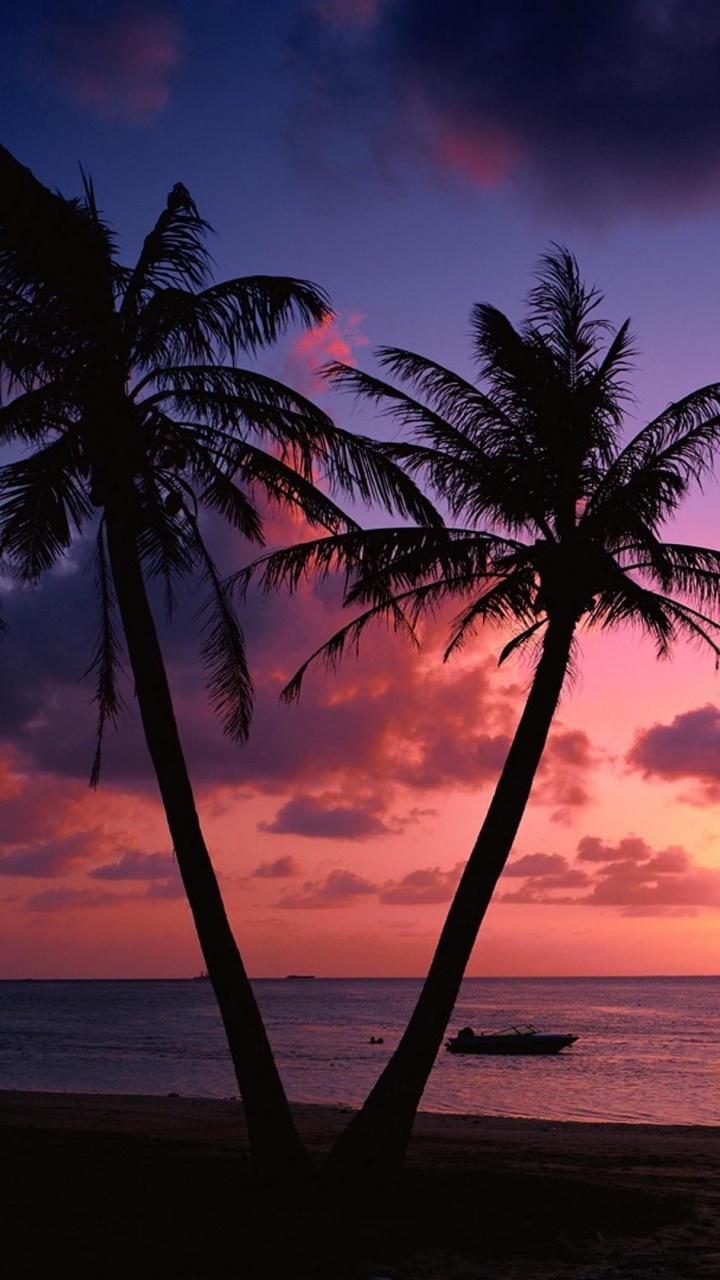 Palm Tree Near Body of Water During Sunset. Wallpaper in 720x1280 Resolution