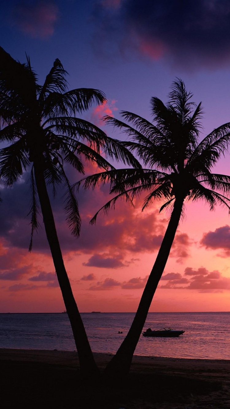 Palm Tree Near Body of Water During Sunset. Wallpaper in 750x1334 Resolution