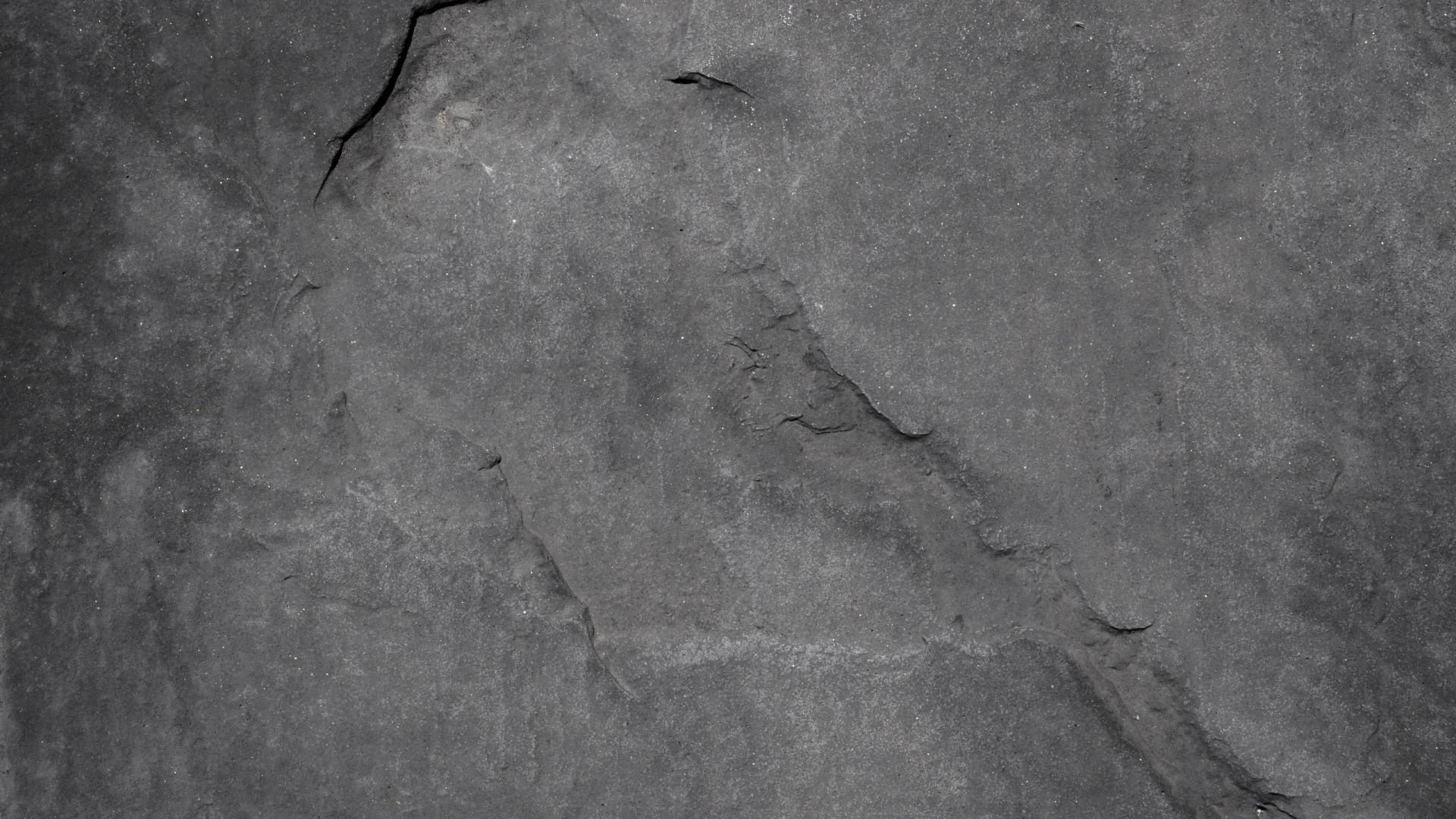 Schwarzes Insekt Auf Grauem Betonboden. Wallpaper in 1920x1080 Resolution