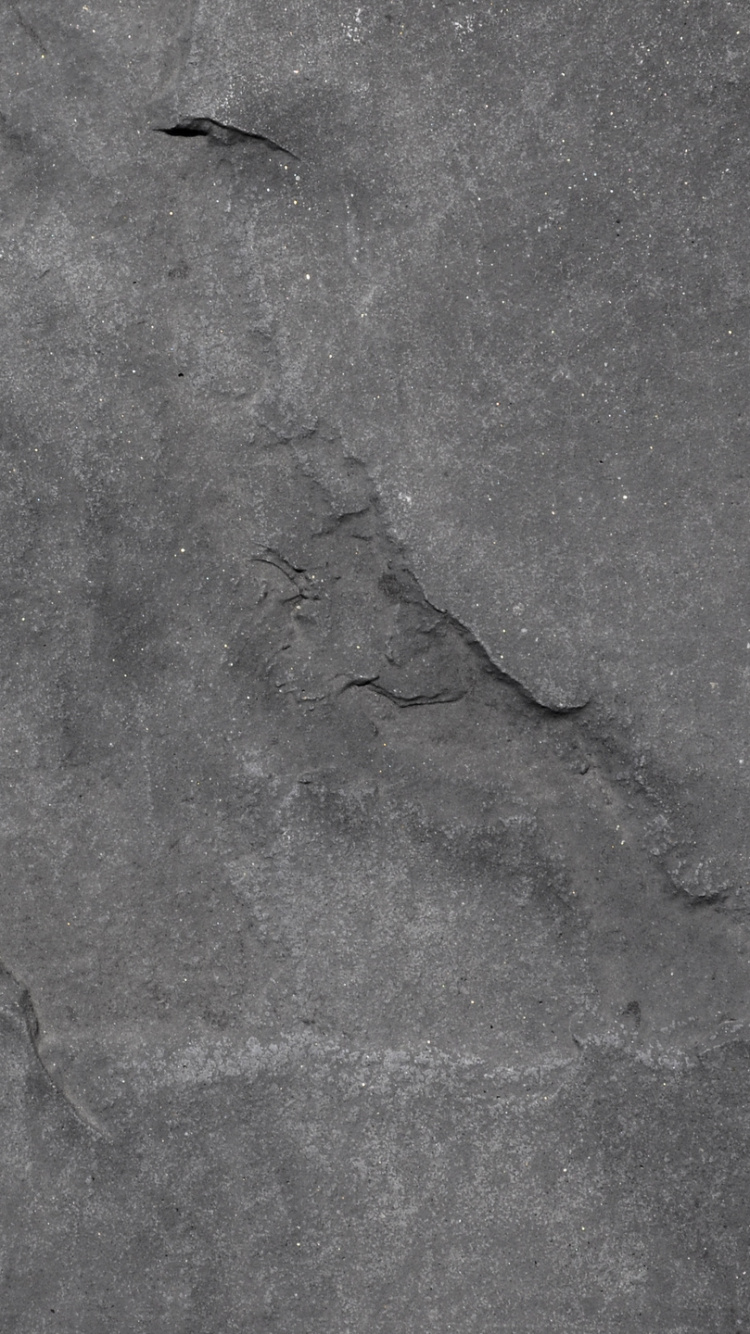 Schwarzes Insekt Auf Grauem Betonboden. Wallpaper in 750x1334 Resolution