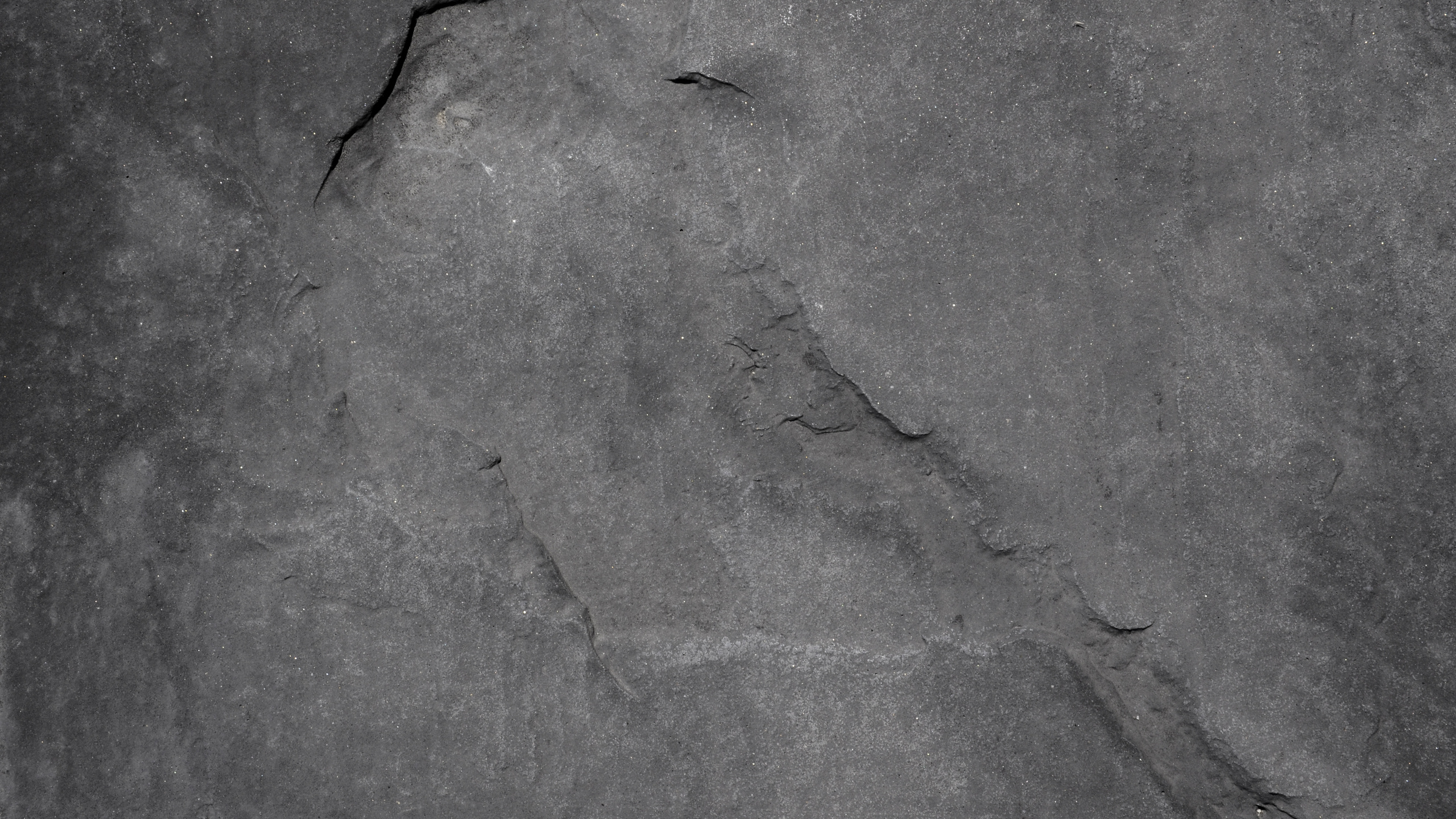 Insecto Negro Sobre Piso de Concreto Gris. Wallpaper in 2560x1440 Resolution