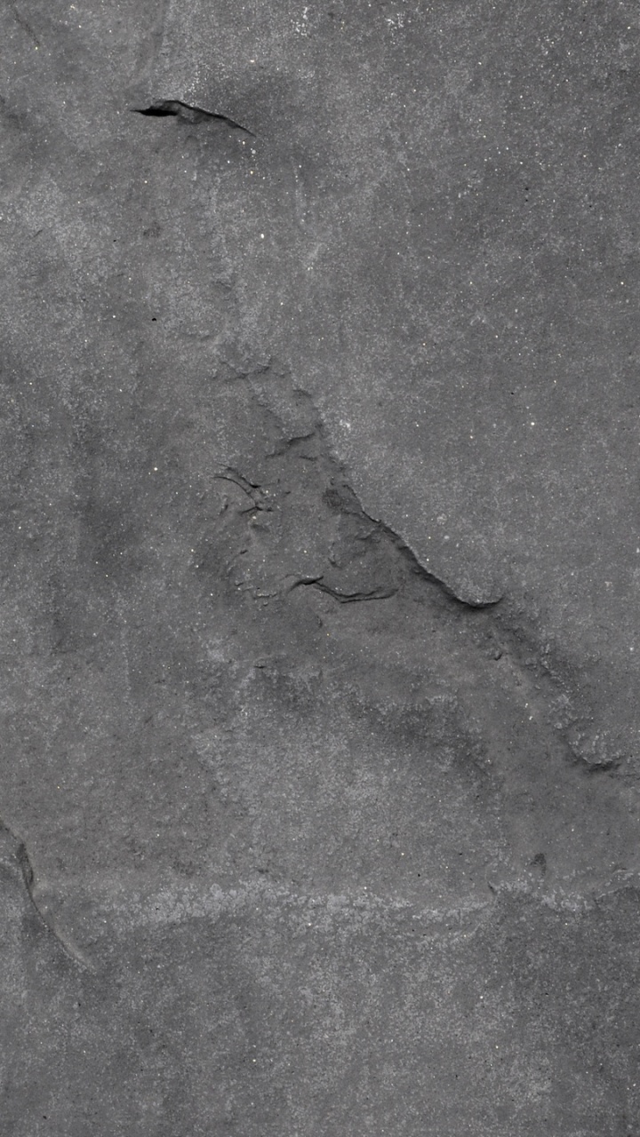 Insecto Negro Sobre Piso de Concreto Gris. Wallpaper in 720x1280 Resolution