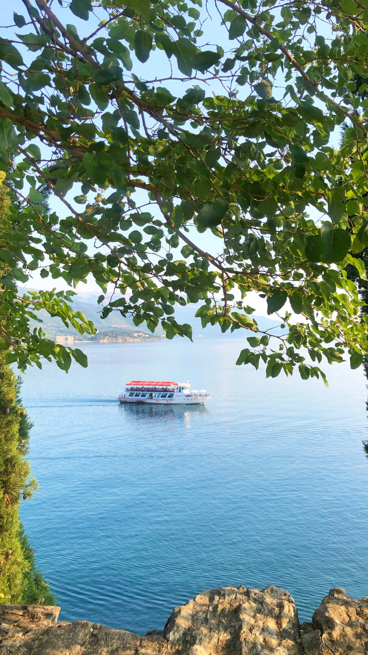 Naturaleza, Biología, Ciencia, Planta, Moto de Agua. Wallpaper in 750x1334 Resolution