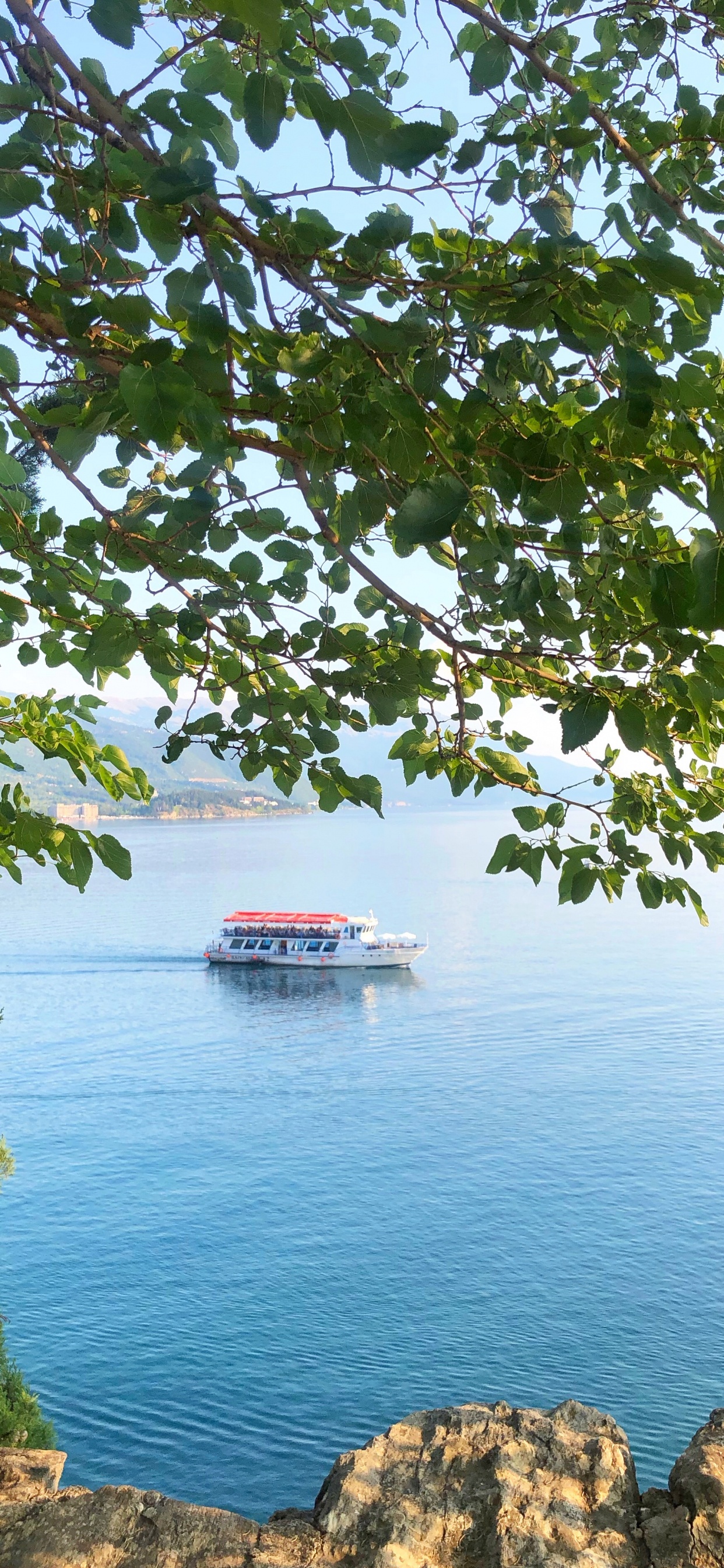 Nature, Leaf, Biology, Science, Plants. Wallpaper in 1242x2688 Resolution