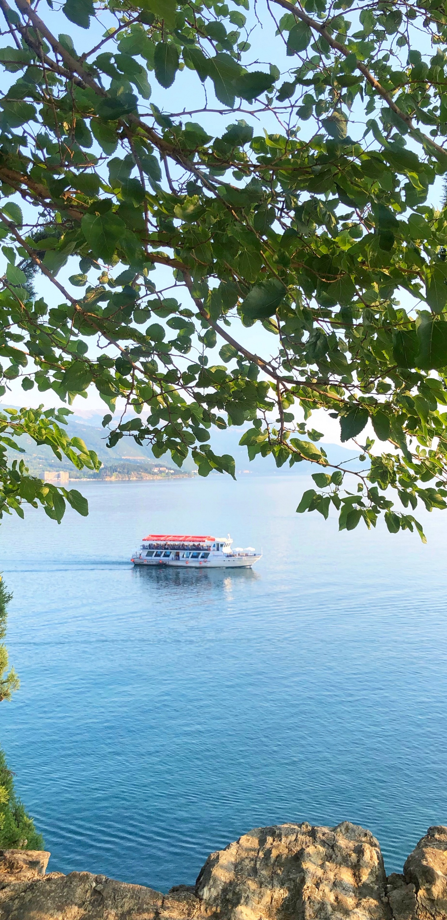 Nature, Leaf, Biology, Science, Plants. Wallpaper in 1440x2960 Resolution