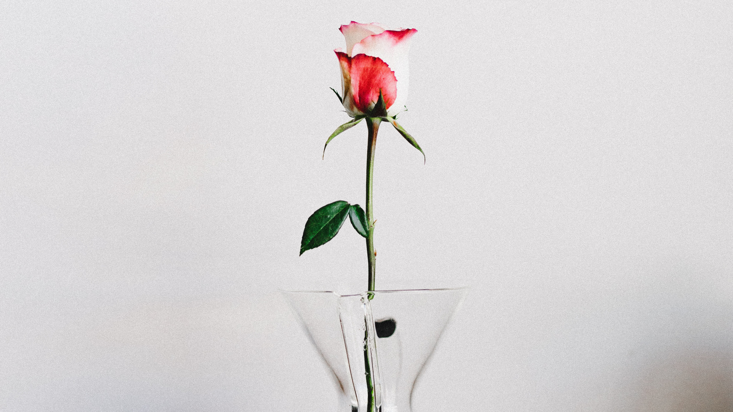 Rose Rouge Dans un Vase en Verre Transparent. Wallpaper in 2560x1440 Resolution