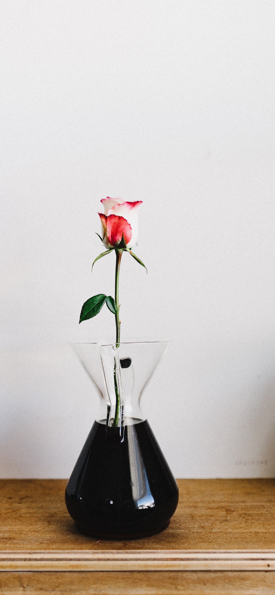 Rote Rose in Klarglasvase. Wallpaper in 1125x2436 Resolution