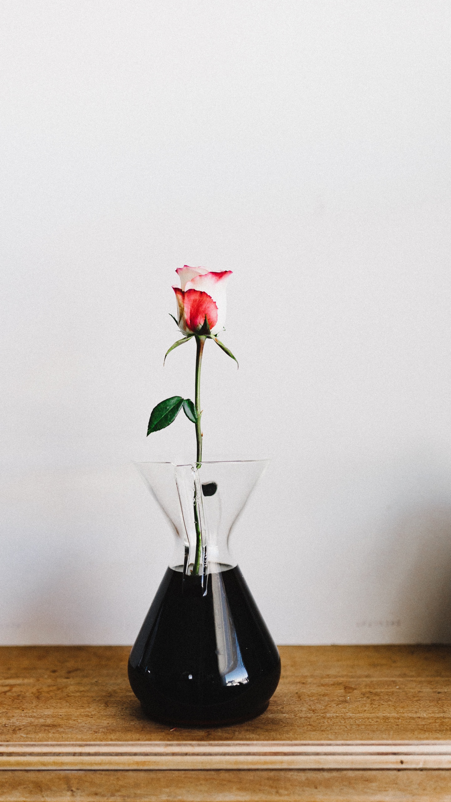 Rote Rose in Klarglasvase. Wallpaper in 1440x2560 Resolution