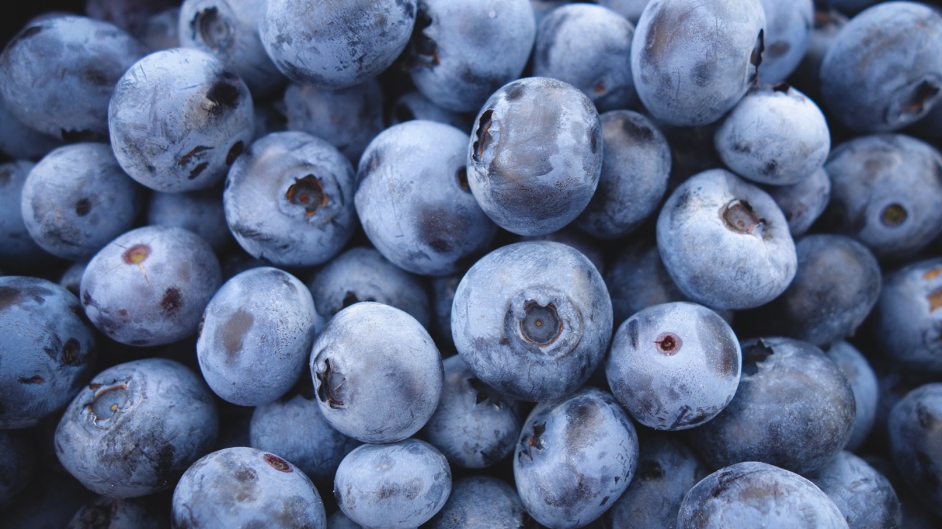 Blue Berries in Close up Photography. Wallpaper in 1366x768 Resolution