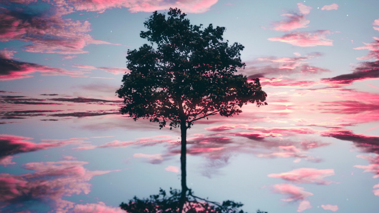 Loneliness, Cloud, Water, Atmosphere, Plant. Wallpaper in 1280x720 Resolution