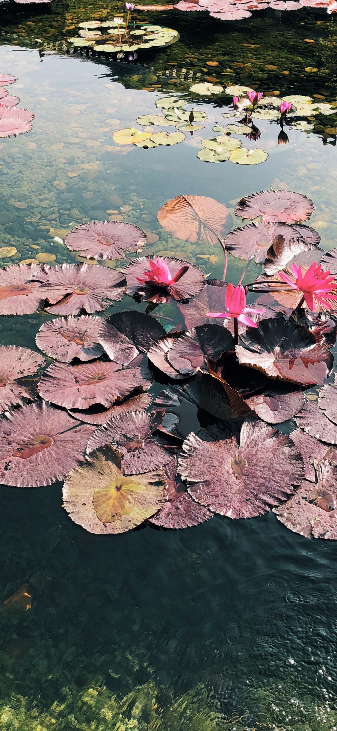 Flower, Science, Body of Water, Aquatic Plant, Water Resources. Wallpaper in 1125x2436 Resolution