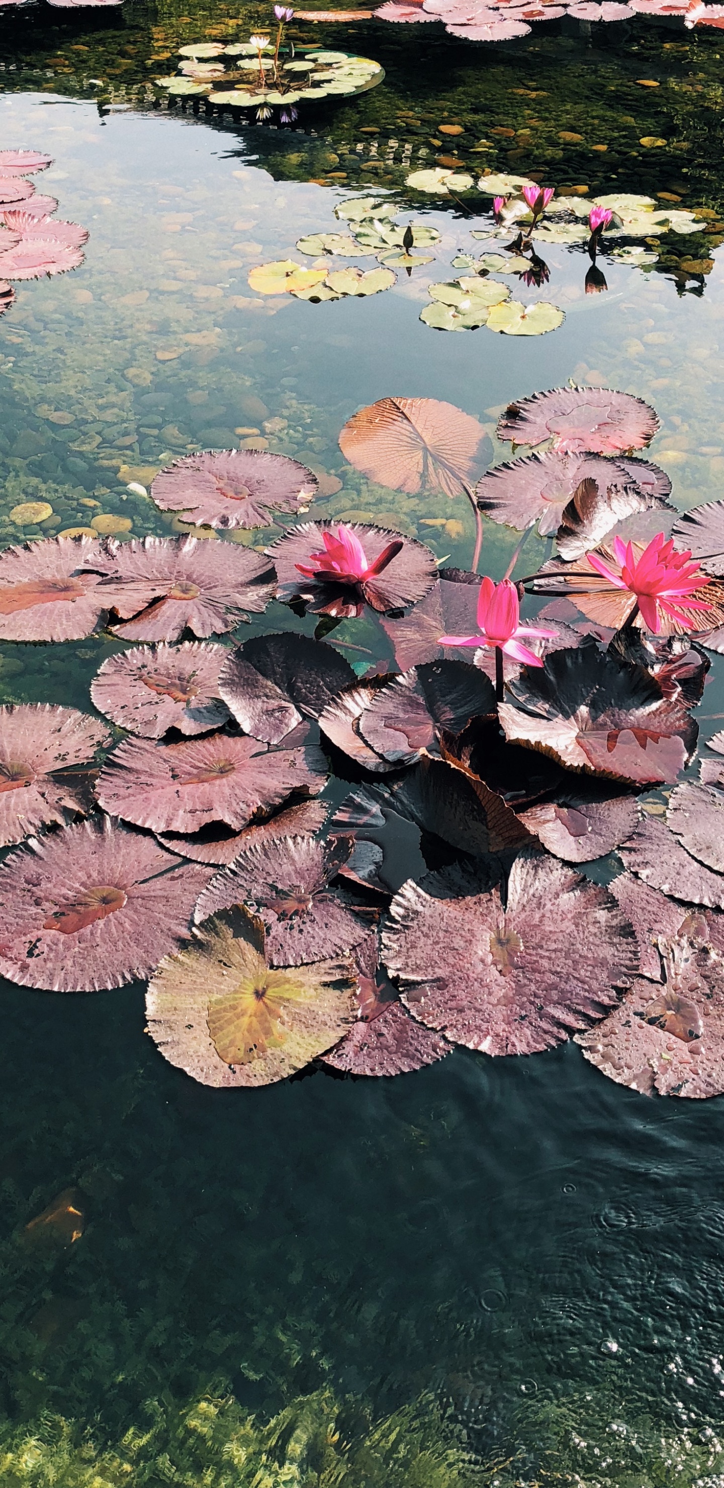 Flower, Science, Body of Water, Aquatic Plant, Water Resources. Wallpaper in 1440x2960 Resolution