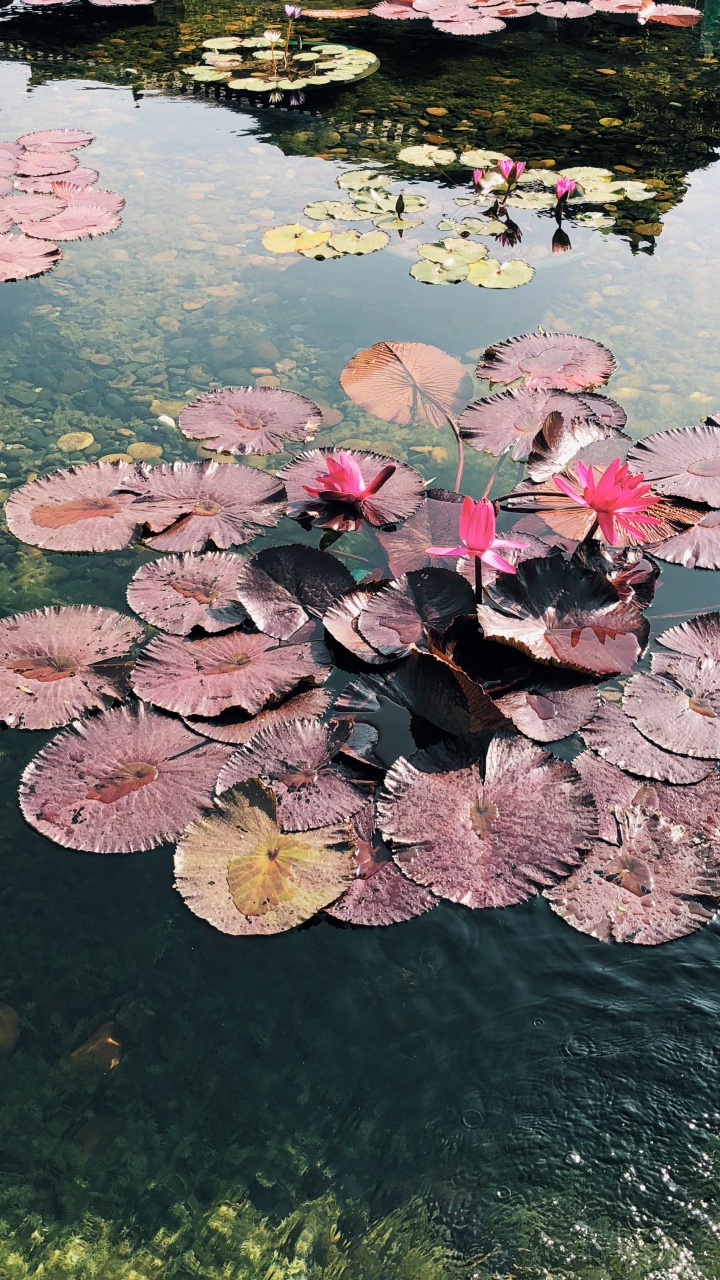 Flower, Science, Body of Water, Aquatic Plant, Water Resources. Wallpaper in 720x1280 Resolution